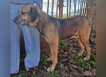 Hector - ein treuer Freund im besten Alter