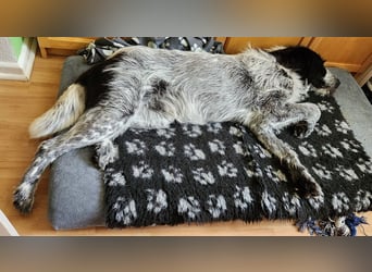 Melenios - ein Traum für Freunde großer Hunde wartet in Frankfurt am Main