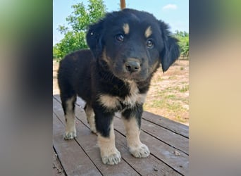 Kalisto - groß und flauschig mit toller Persönlichkeit sucht entspannte Menschen