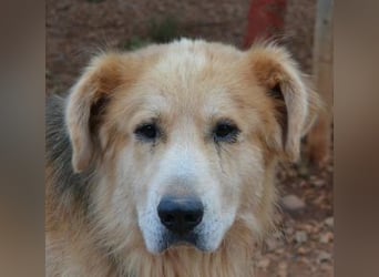 Jango - Hund im besten Alter