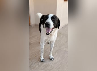 Cookie P - nach schweren Zeiten nun bereits fürs Glück!