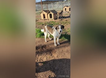 Joey-Lino - ein toller Charakter