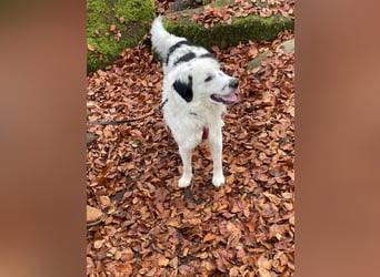 Sparky Boy wünscht sich ein ruhiges Zuhause (derzeit in 97857 Urspringen)