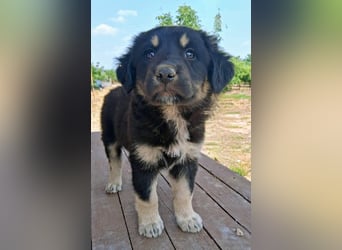 Kalisto - groß und flauschig mit toller Persönlichkeit sucht entspannte Menschen