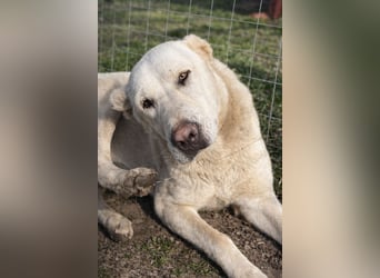 Hera - Sanfte Hündin sucht ihr Zuhause