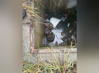 Mulan - tolle aufgeweckte Welpin sucht ihre Familie