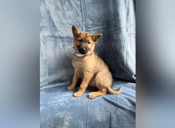 Mulan - tolle aufgeweckte Welpin sucht ihre Familie