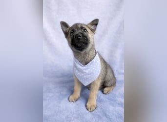 Mogli - neugieriger, menschenbezogener Welpe sucht liebevolles Zuhause