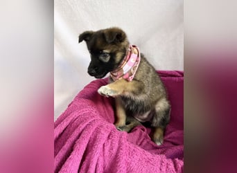 Bibi - mutige Schäferhündin möchte hoch hinaus !