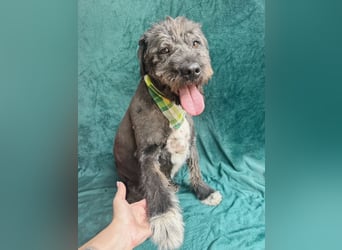 Camilia - Sanfte Hundedame sucht einfühlsame Menschen!