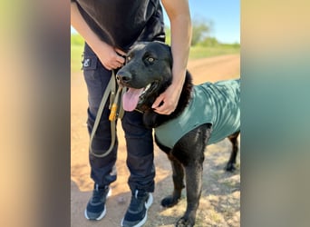 Balu (Ragnar) Großer Kuschelbär sucht seine Menschen