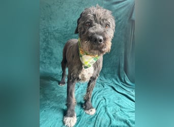 Camilia - Sanfte Hundedame sucht einfühlsame Menschen!