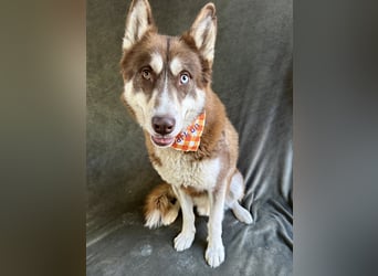 Zahid - Beeindruckender Husky-Mix sucht geduldiges Zuhause *bald in 71711 Murr*