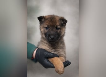 Mulan - tolle aufgeweckte Welpin sucht ihre Familie