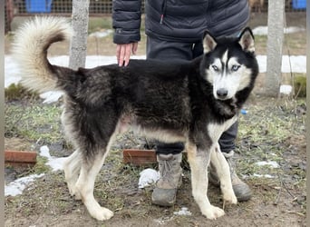 Zorro -Freundlich, sportlich und bereit für Abenteuer!