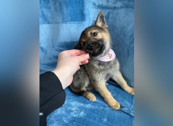 Sissi - Schäferhundwelpe sucht ihre Menschen