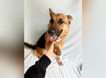 Sabrina - Treue Schäferhundseele sucht ihr Für-immer-Zuhause
