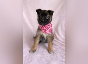 Bibi - mutige Schäferhündin möchte hoch hinaus !