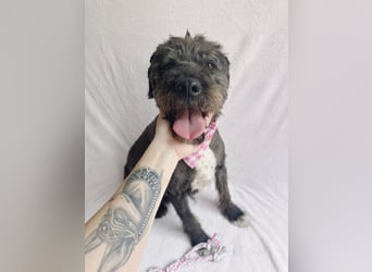 Camilia - Sanfte Hundedame sucht einfühlsame Menschen!
