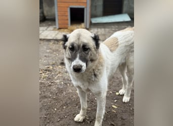 Fiume . rundum verträglicher Rieße sucht sein Happy End!