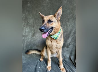 Sabrina - Treue Schäferhundseele sucht ihr Für-immer-Zuhause