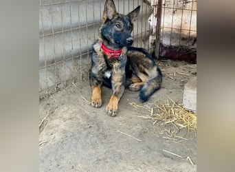 Ariel - Herzenshund auf der Suche nach Geborgenheit