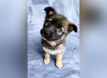 Bibi - mutige Schäferhündin möchte hoch hinaus !