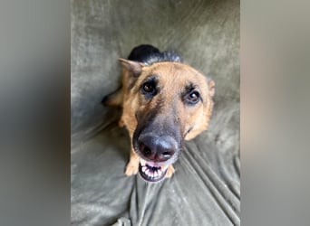Sabrina - Treue Schäferhundseele sucht ihr Für-immer-Zuhause