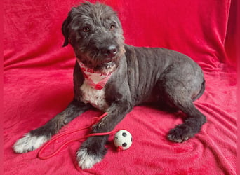 Camilia - Sanfte Hundedame sucht einfühlsame Menschen!