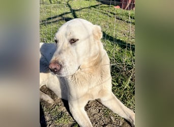 Hera - Sanfte Hündin sucht ihr Zuhause