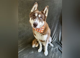 Zahid - Beeindruckender Husky-Mix sucht geduldiges Zuhause *bald in 71711 Murr*