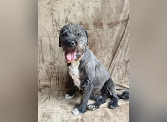 Camilia - Sanfte Hundedame sucht einfühlsame Menschen!