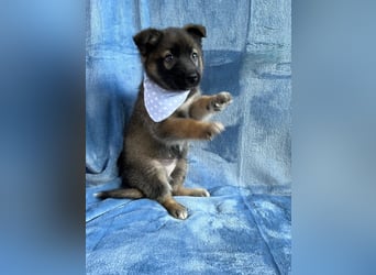 Bibi - mutige Schäferhündin möchte hoch hinaus !