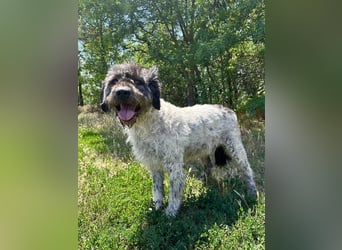 Hunter - Sanfter Riese sucht Menschen mit Herz