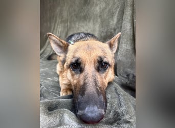 Sabrina - Treue Schäferhundseele sucht ihr Für-immer-Zuhause