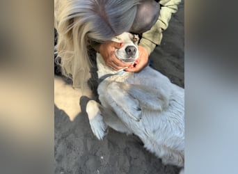 Zela Liebevolle, menschenbezogene Hündin sucht ihr Glück