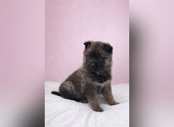 Sissi - Schäferhundwelpe sucht ihre Menschen