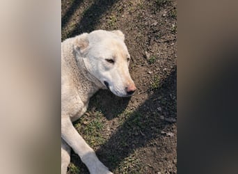 Hera - Sanfte Hündin sucht ihr Zuhause