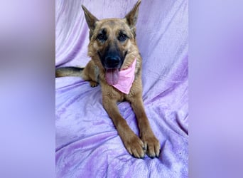 Sabrina - Treue Schäferhundseele sucht ihr Für-immer-Zuhause