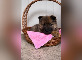 Mulan - tolle aufgeweckte Welpin sucht ihre Familie