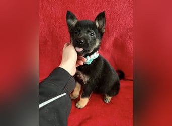 Heidi - Schäferhündin wartet sehnlichst auf Familie mit vielen Abenteuern