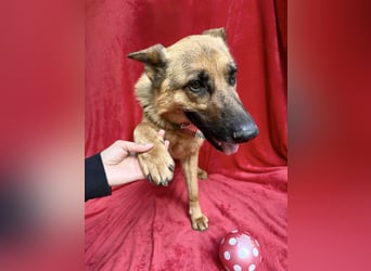 Sabrina - Treue Schäferhundseele sucht ihr Für-immer-Zuhause