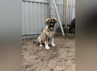 Nuria - Verspielte Nuria möchte die Welt entdecken