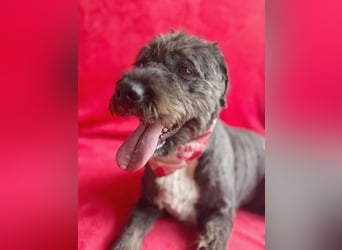 Camilia - Sanfte Hundedame sucht einfühlsame Menschen!