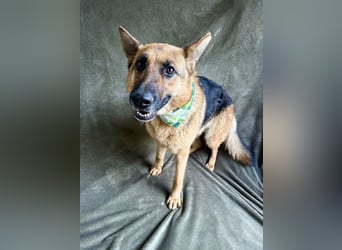 Sabrina - Treue Schäferhundseele sucht ihr Für-immer-Zuhause