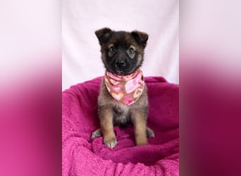 Bibi - mutige Schäferhündin möchte hoch hinaus !