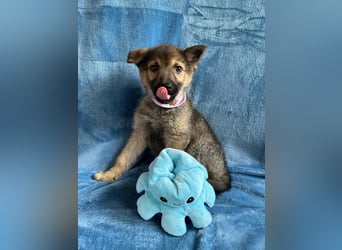 Sissi - Schäferhundwelpe sucht ihre Menschen