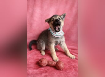 Sissi - Schäferhundwelpe sucht ihre Menschen