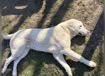 Hera - Sanfte Hündin sucht ihr Zuhause