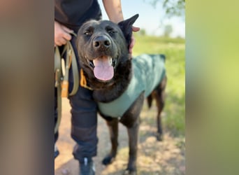 Balu (Ragnar) Großer Kuschelbär sucht seine Menschen